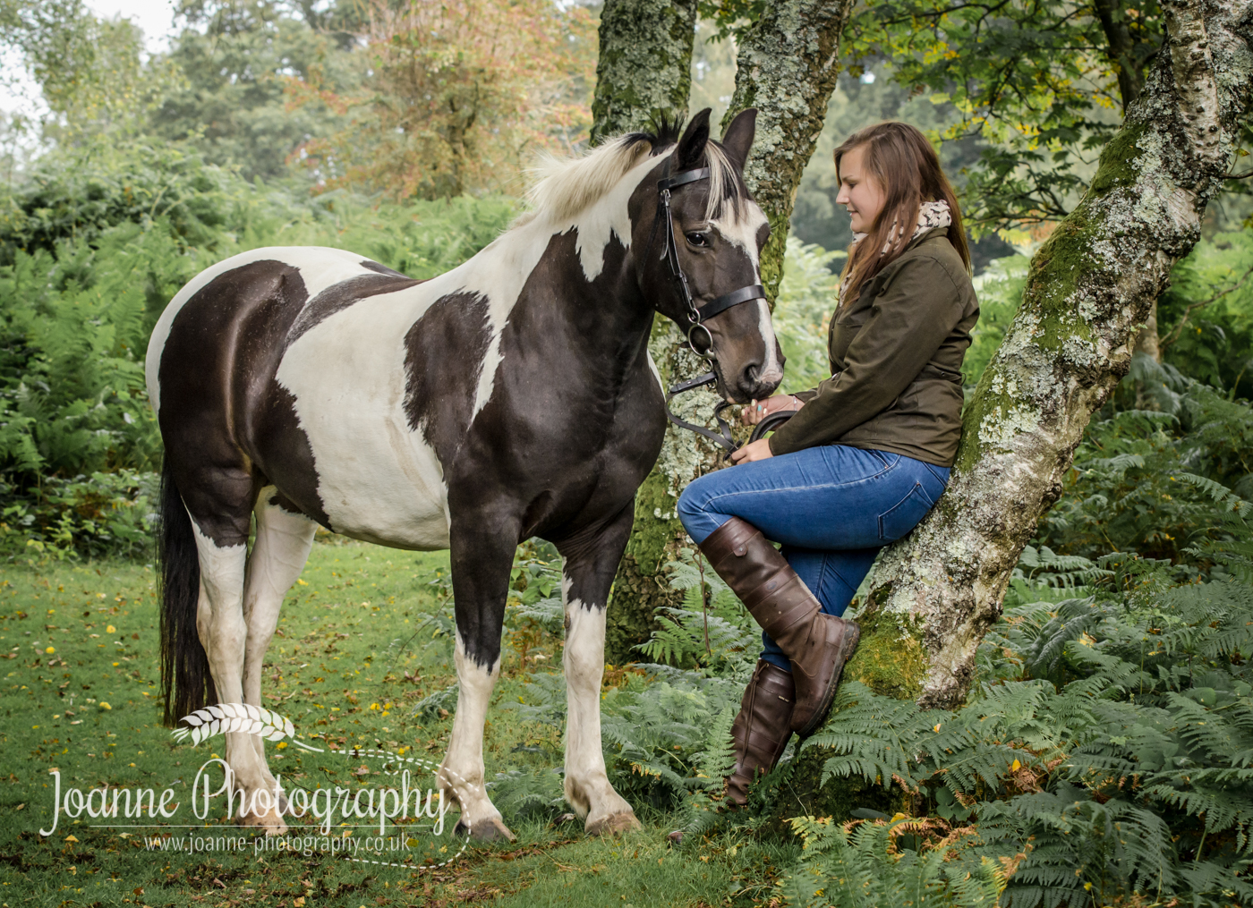 New Forest Equine Photography