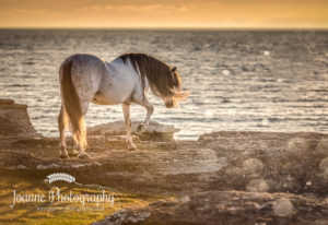 Stallion near sea