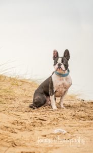 Dog Portrait Blackpool
