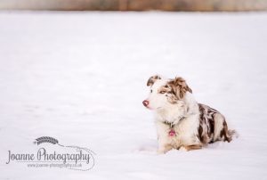 Dog in Snow Photography