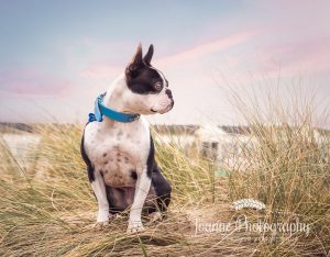 Dog photography Blackpool