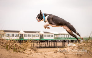 French Bulldog Jumping