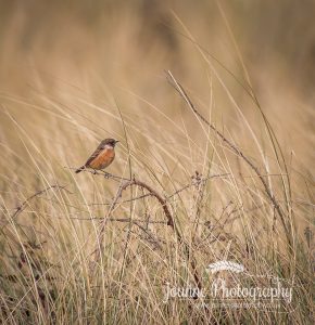 Bird Photography Wales