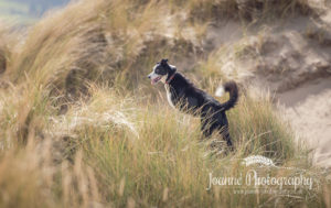 Dog Photography Wales