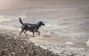 Dog at Talacre Beach