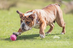 British Bulldog and pink ball