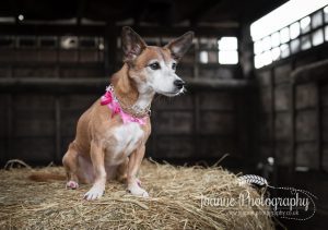 Dog in barn photo