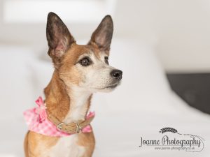 Indoor dog photography session