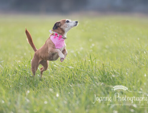 A dog photography session in Lymm, Cheshire