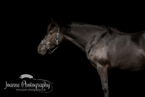 Horse Black Background Stockport