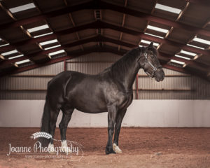 Horse Portrait Cheshire