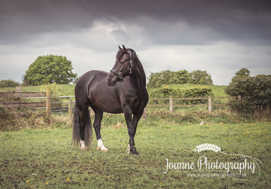 Horse in field Cheshire