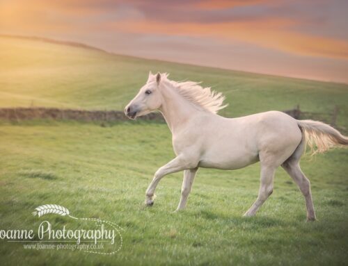 Horse Photography at Liberty
