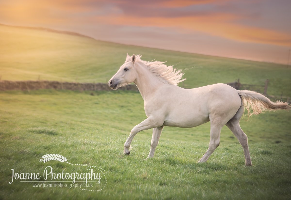Horse Photography At Liberty