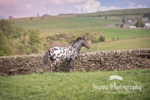Horse Photography Macclesfield