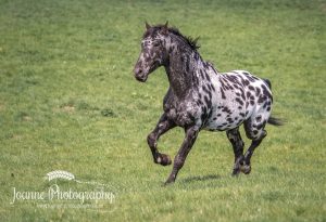 Horse running Macclesfield