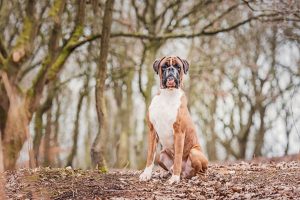 Outdoor-pet-photography