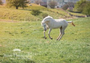 White Horse in Field
