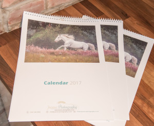Horse Calendar 2017