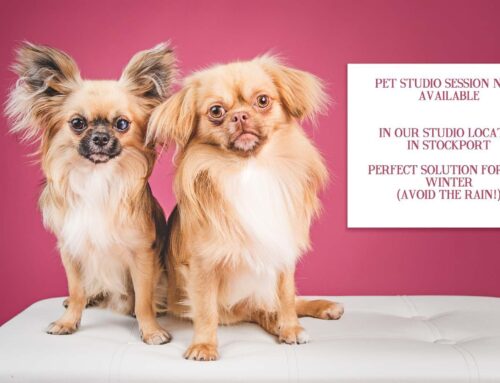 Pet Photography Studio Session – What it’s all about!