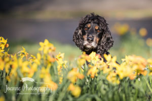 Dog with daffodil