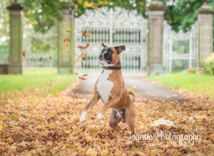 boxer dog playing with tree leaves