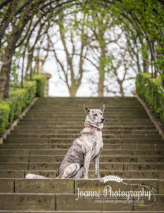 dog in staircase photography