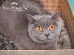 British-blue-cat-photography