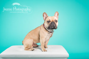 French bulldog studio photography