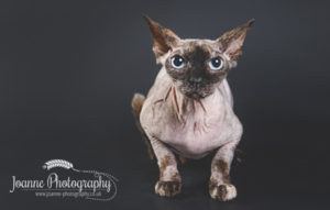 Sphynx cat studio photography stockport