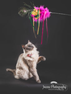 cat-action-photography