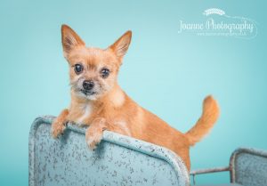 dog photographer greater manchester