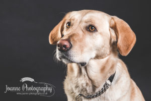 labrador guide dog photography