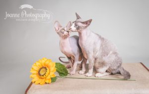 sphinx cats photography