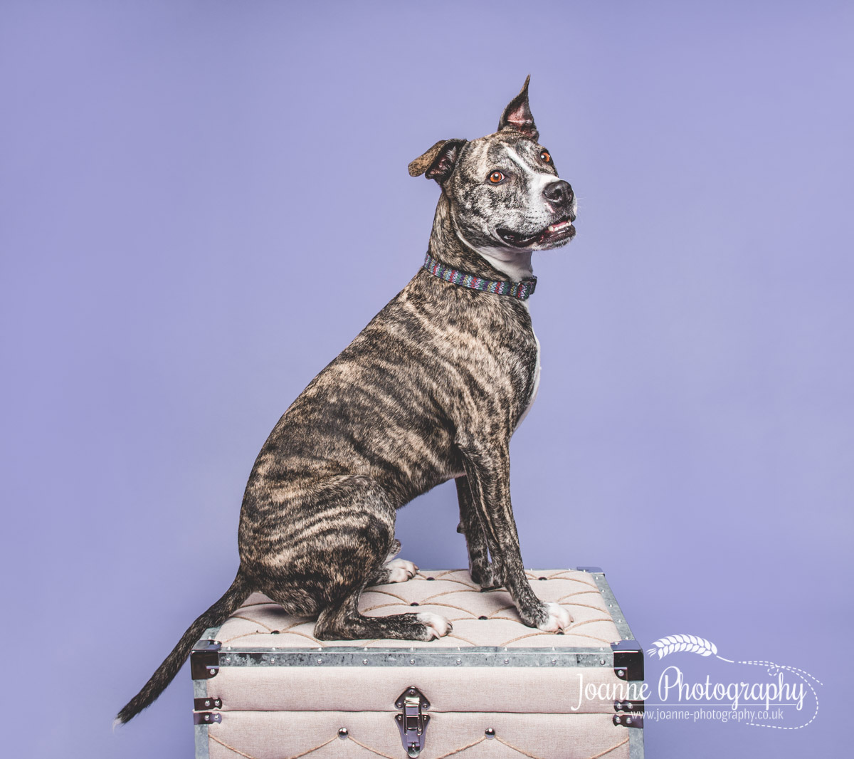 brindle staffy whippet cross