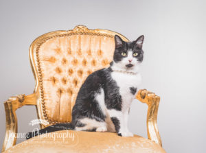 Cat photography Cheshire