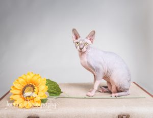 sphinx cat studio photography