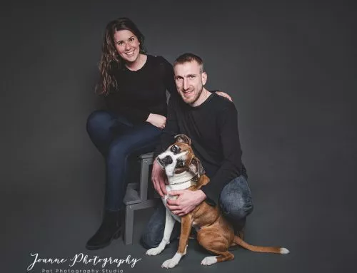 How to dress for your pet photography studio session
