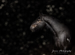 Black Background Horse Portrait - Stockport
