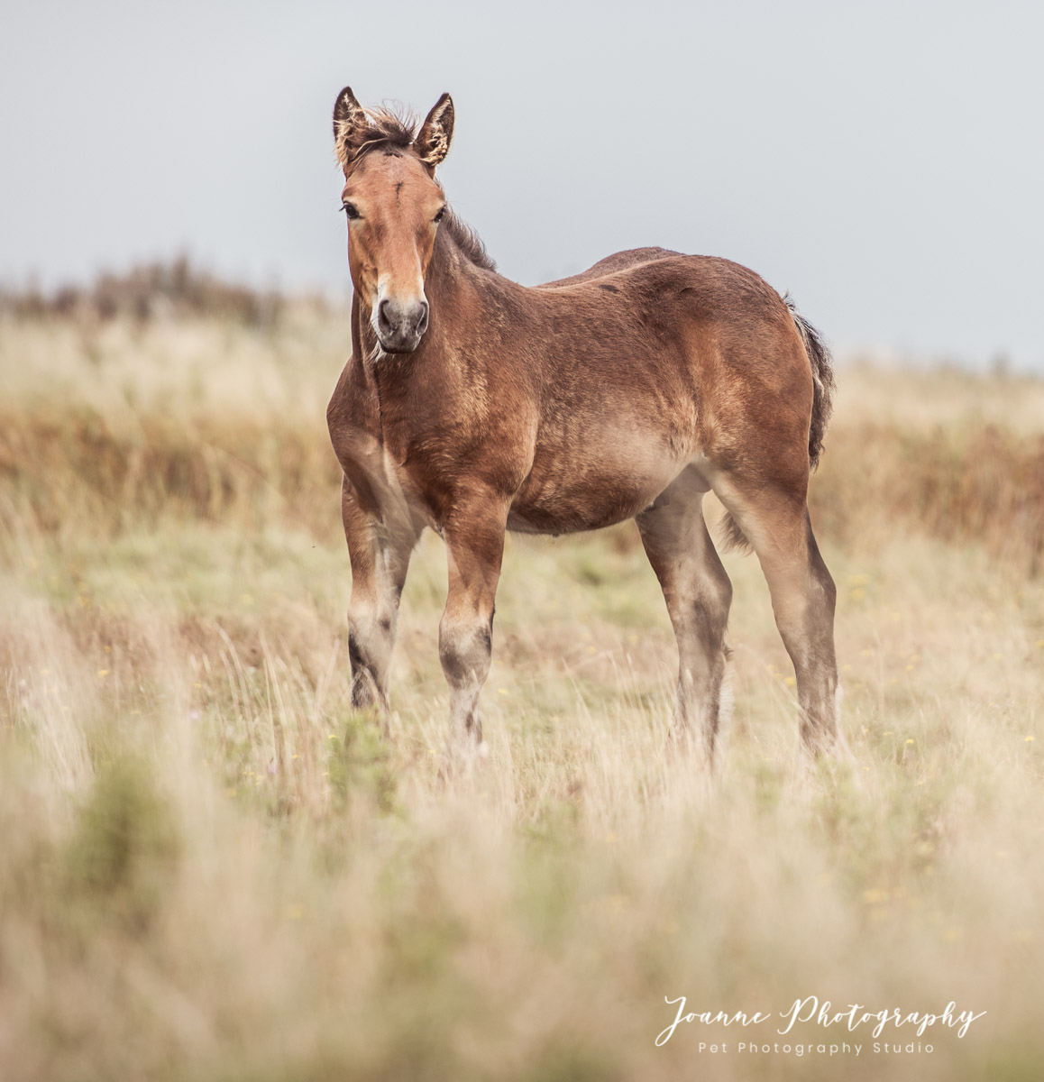 Foal in a field during my travel to Sweden. Owner is : Eva Pettersson