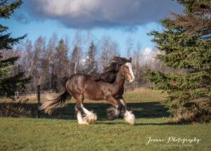 Gypsy horse in a field- Cheshire