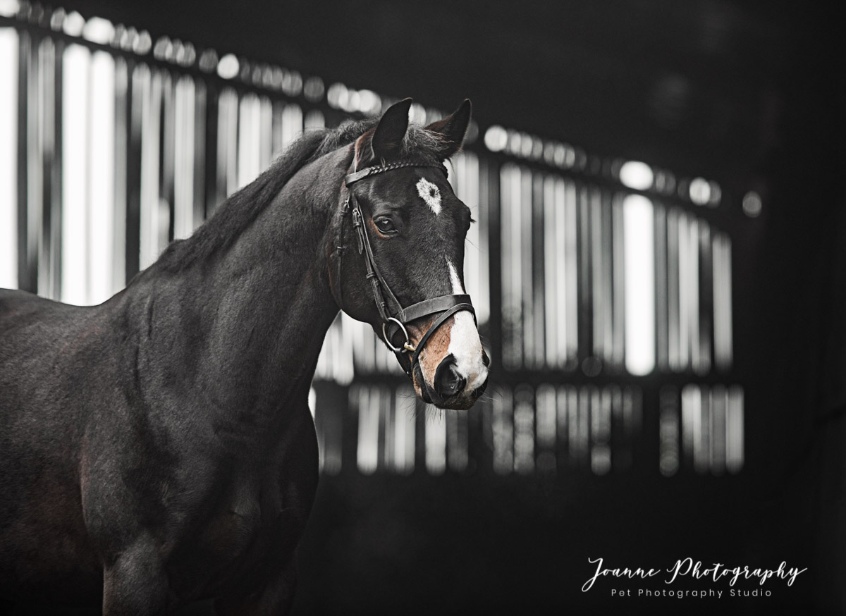 Horse Portrait - Cheshire