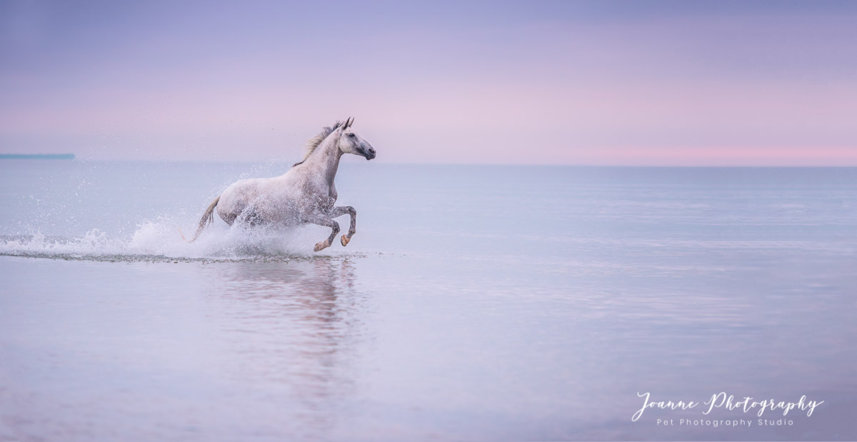 Horse running in the sea - Cheshire
