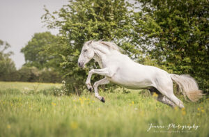 Beautiful horse running free. @ben_actionhorses