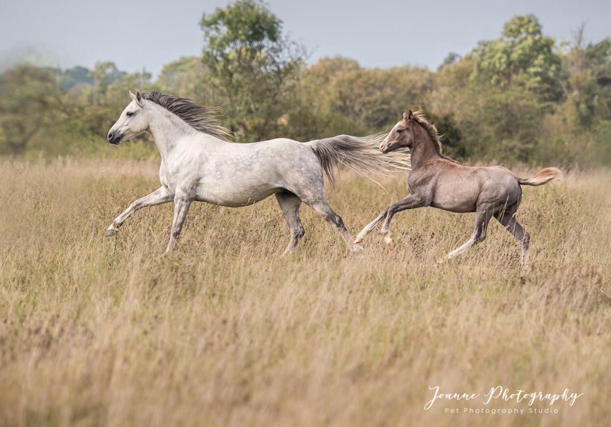 MAre and Foal photography - Derbyshire