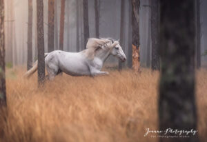 Magical Forest and white horse Portrait - Cheshire
