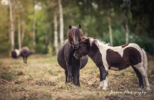Small Horses Portrait - Lancashire