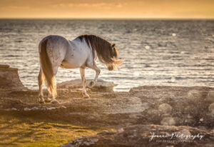 Stallion near the sea photographer - Sweden