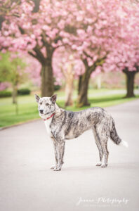 Blossom Trees and Dog photography