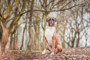 Boxer Dog Portrait Marple